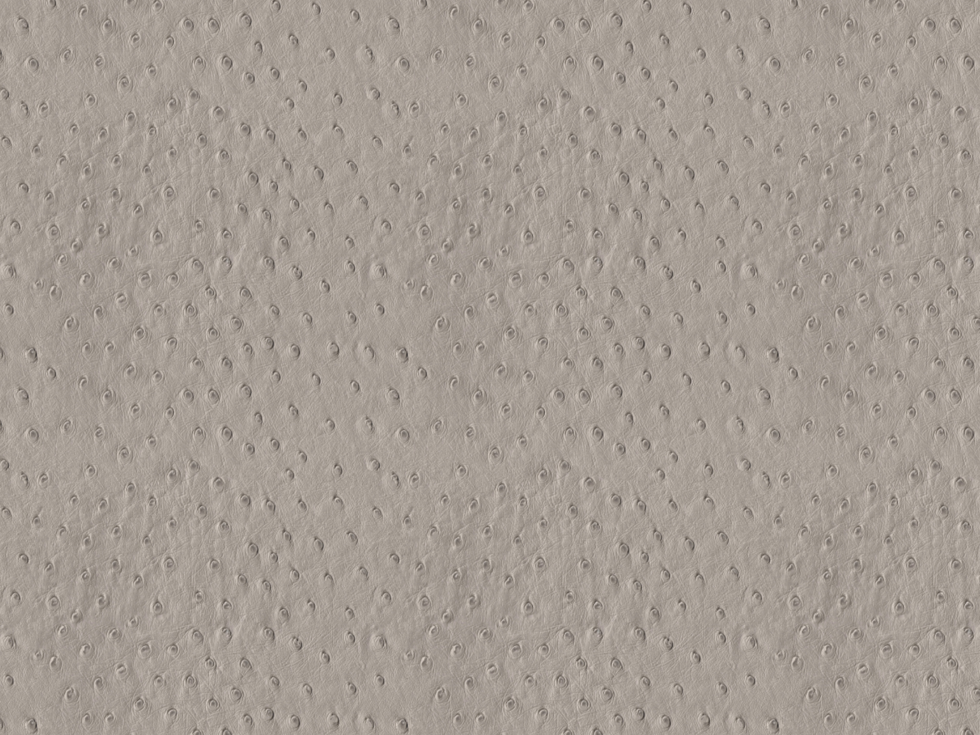 Africa Ostrich T24