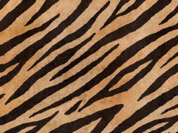 Africa Tiger