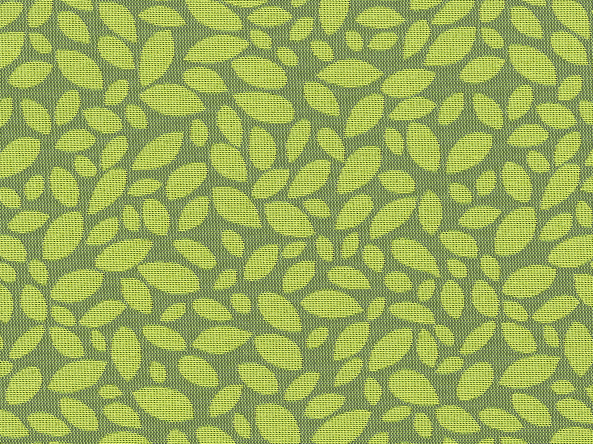 Siesta Olive 18