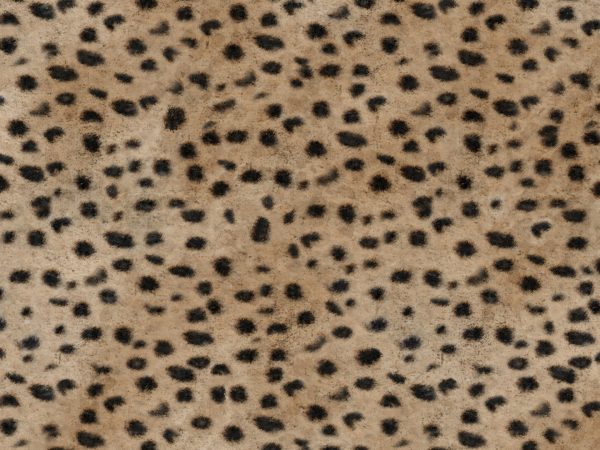 Africa Cheetah