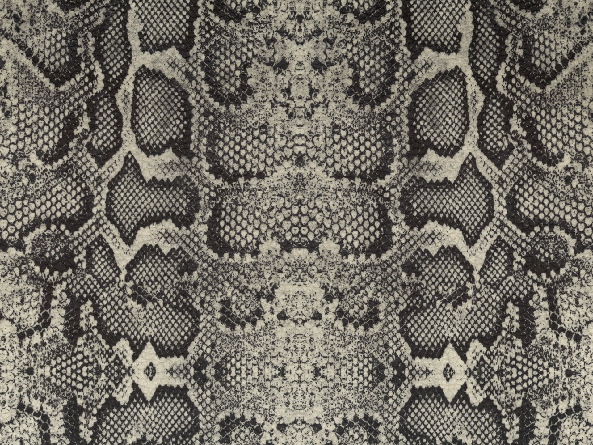 Africa Snake T02