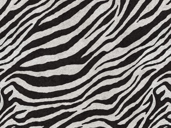 Africa Zebra