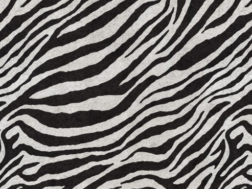 Africa Zebra T02